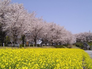 櫻